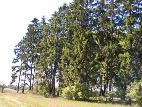PICT0049